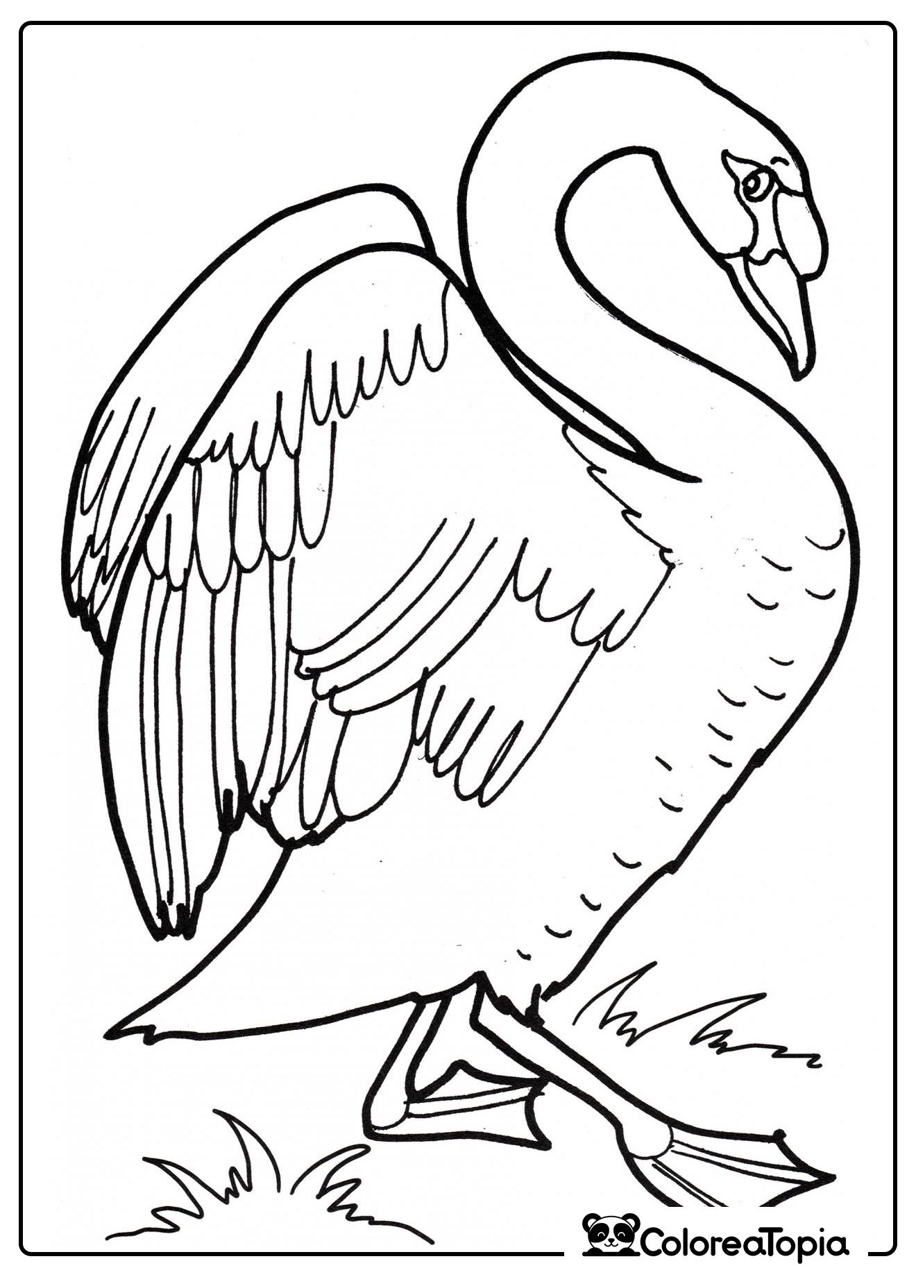 Elegante cisne - dibujo para colorear
