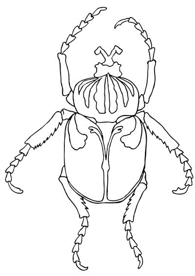 Escarabajo Goliat