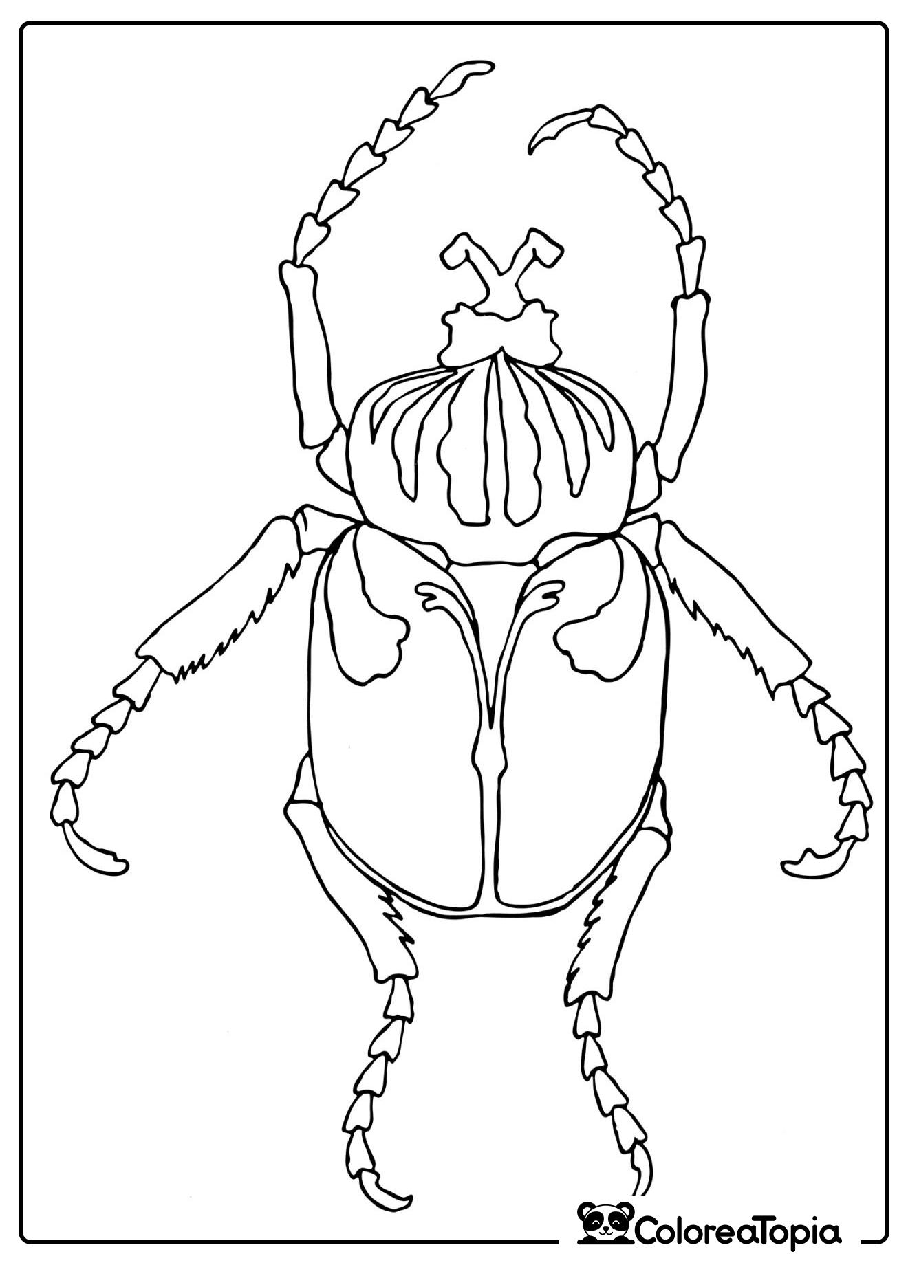 Escarabajo Goliat - dibujo para colorear