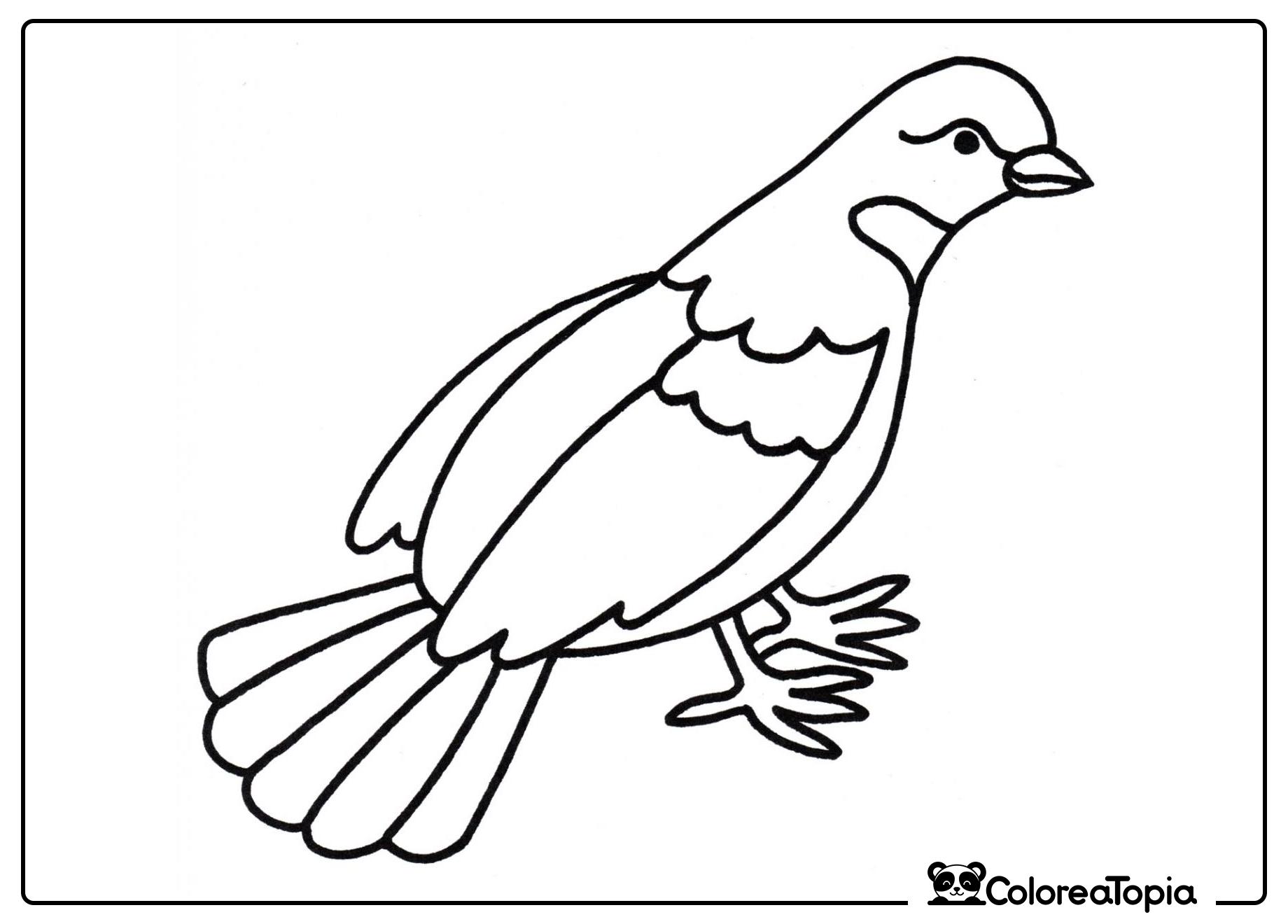 La paloma busca comida - dibujo para colorear