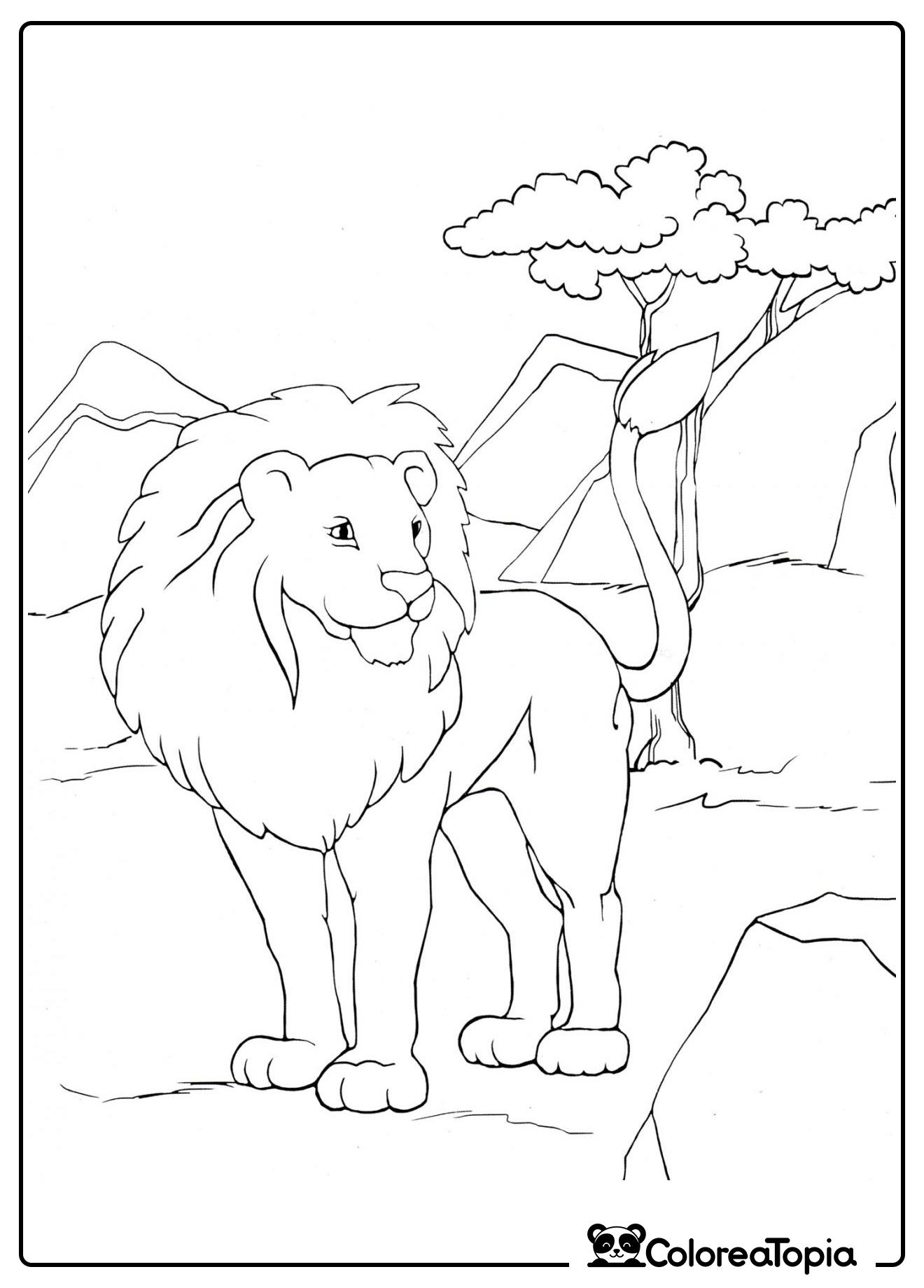 León en la sabana - dibujo para colorear