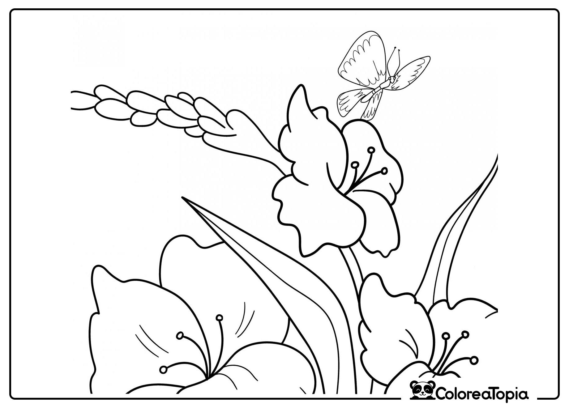 Mariposa en un gladiolo - dibujo para colorear