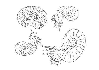 Moluscos Ammonites