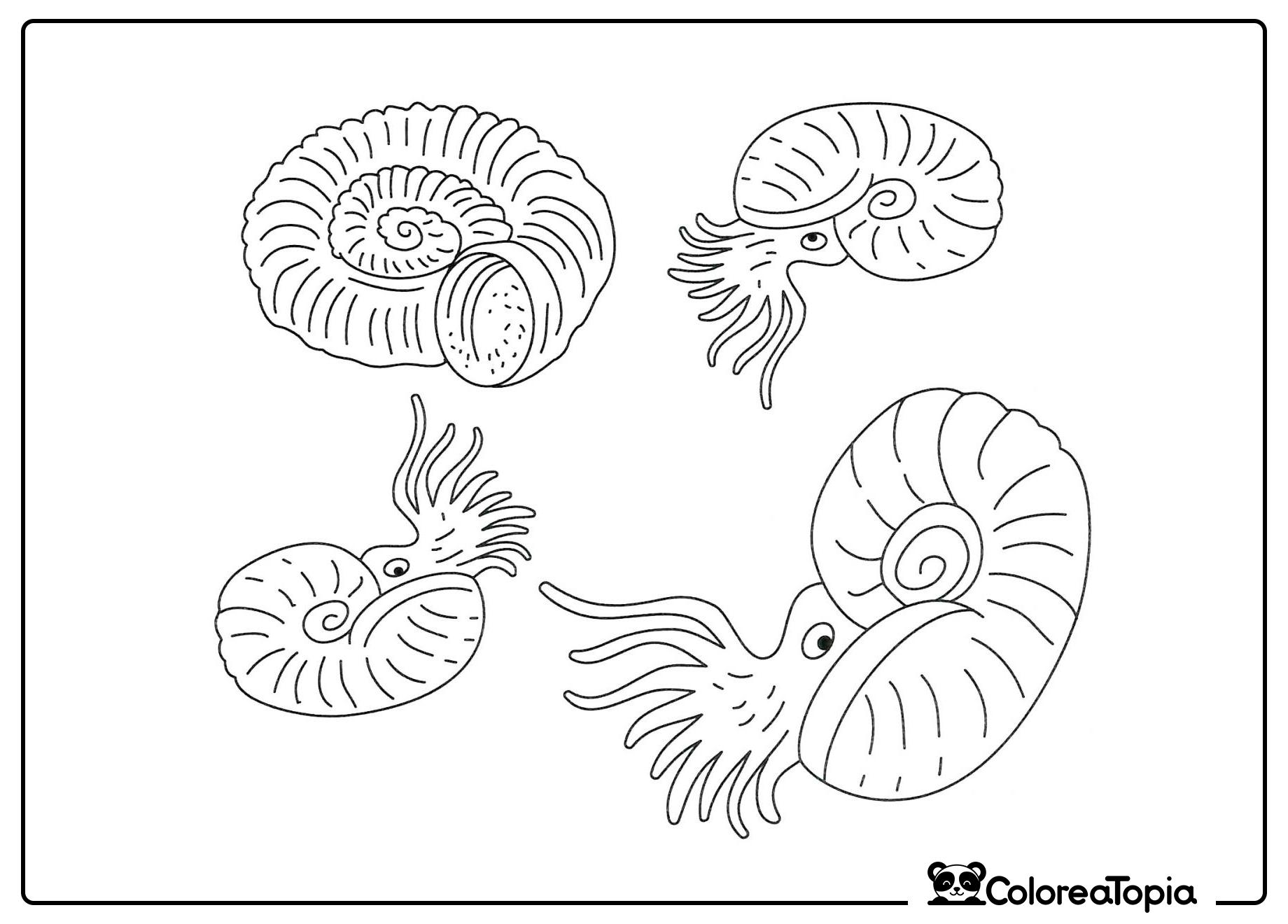 Moluscos Ammonites - dibujo para colorear