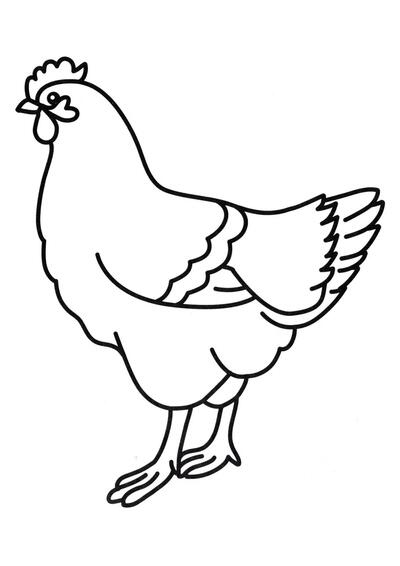 Gallina doméstica