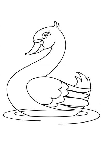 El cisne nada