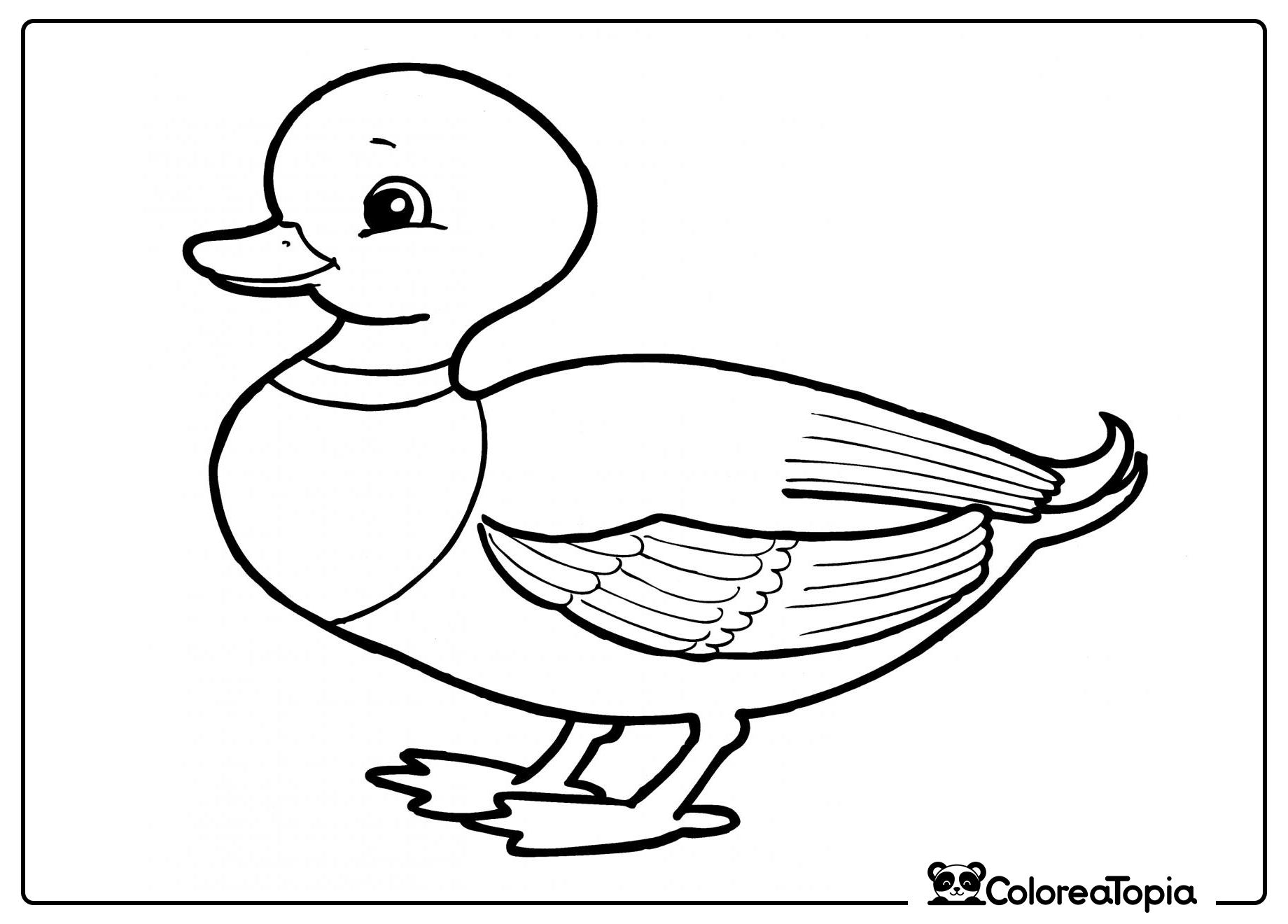 Patito lindo - dibujo para colorear