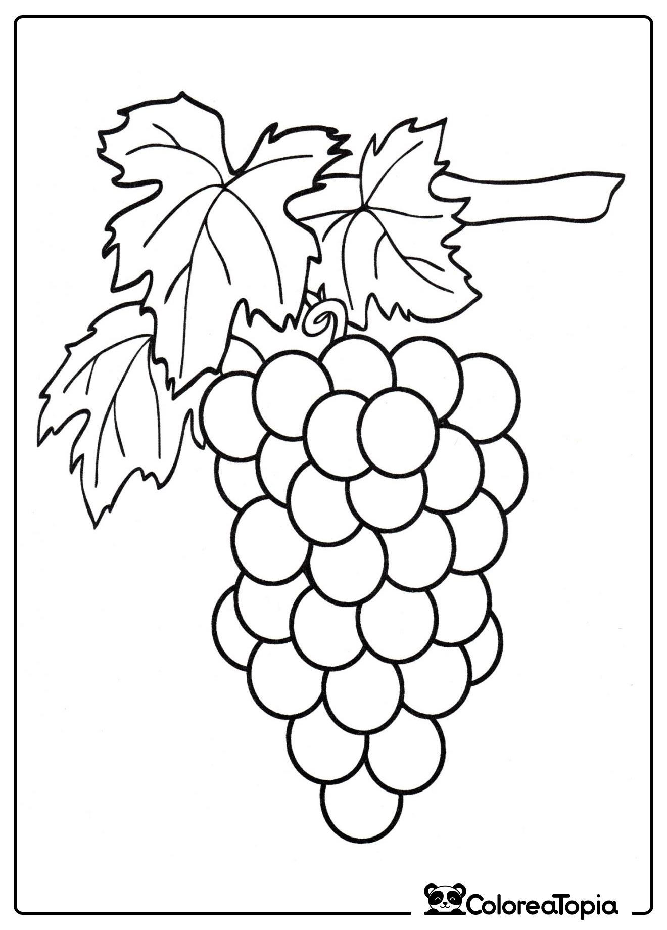 Racimo de uvas - dibujo para colorear