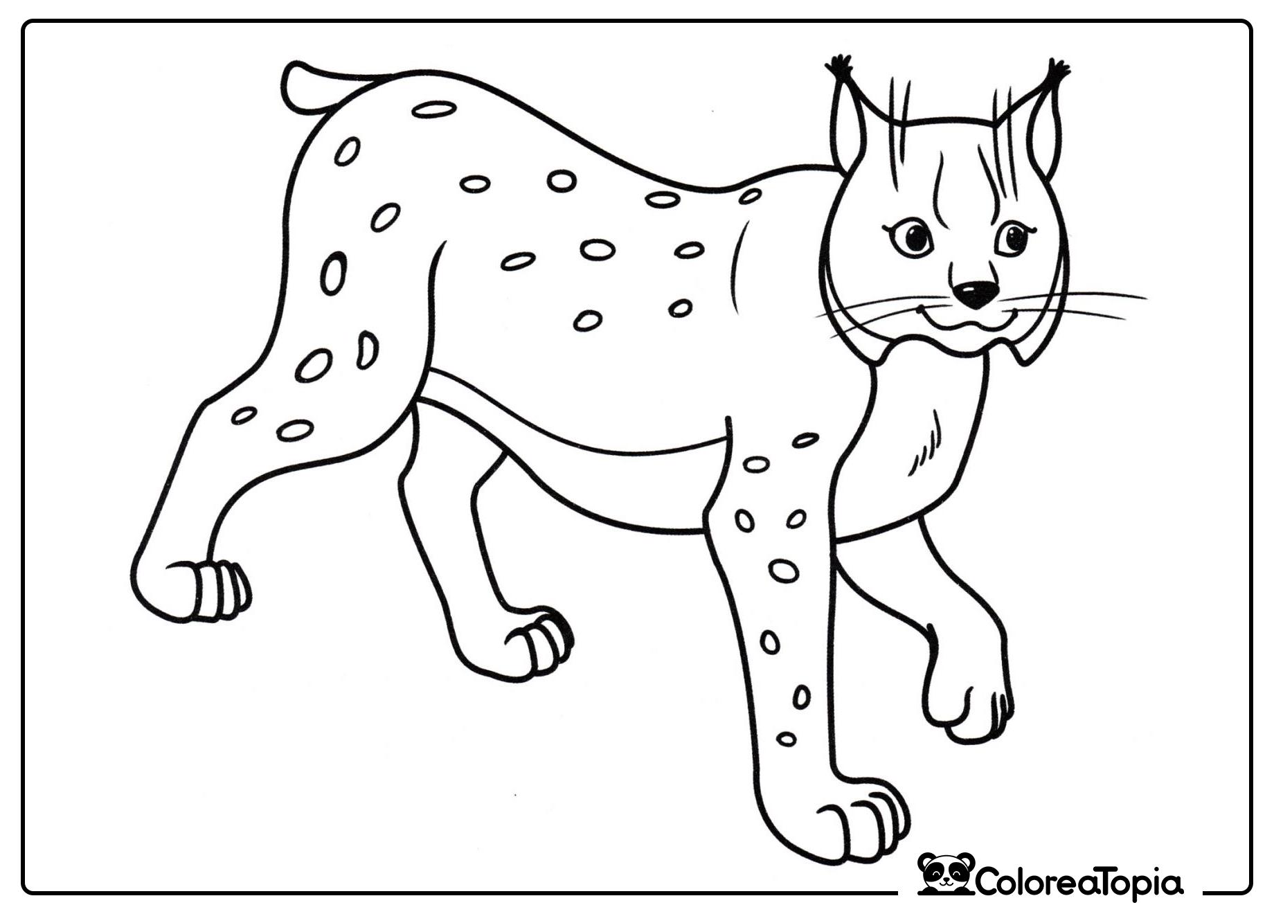 Lynx manchado - dibujo para colorear