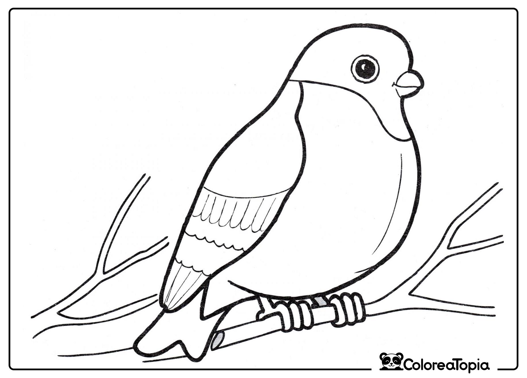 Pájaro carmín en el árbol - dibujo para colorear