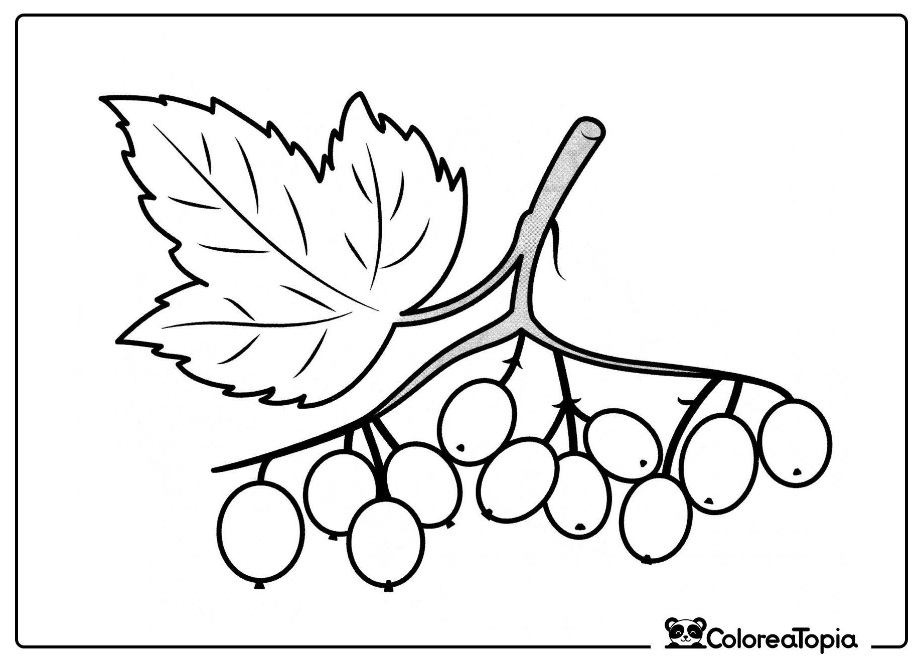 Grosella ácida - dibujo para colorear