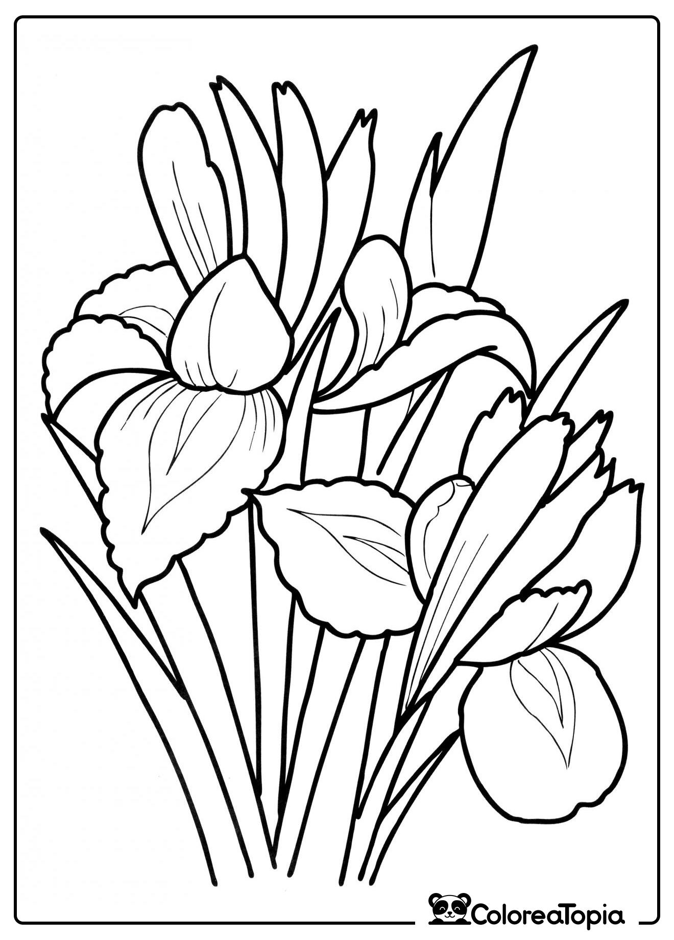 Iris delicado - dibujo para colorear